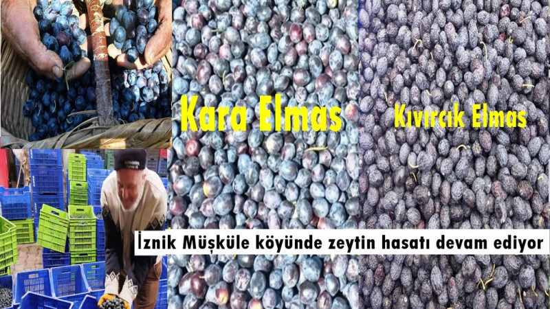 KIVIRCIK ELMAS MÜŞKÜLEDE DEVAM EDİLİYOR